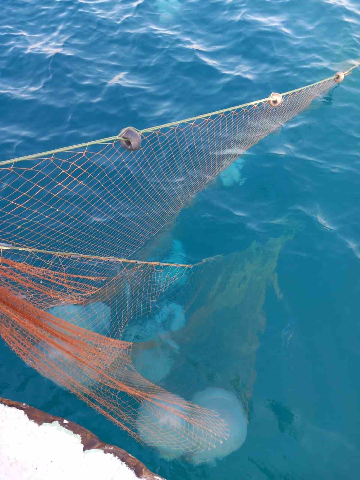 Balıkçıların kabusu oldular : Attıkları ağlara yüzlerce dev denizanası takıldı
