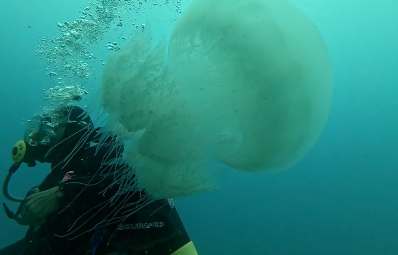 Balıkçıların kabusu oldular : Attıkları ağlara yüzlerce dev denizanası takıldı
