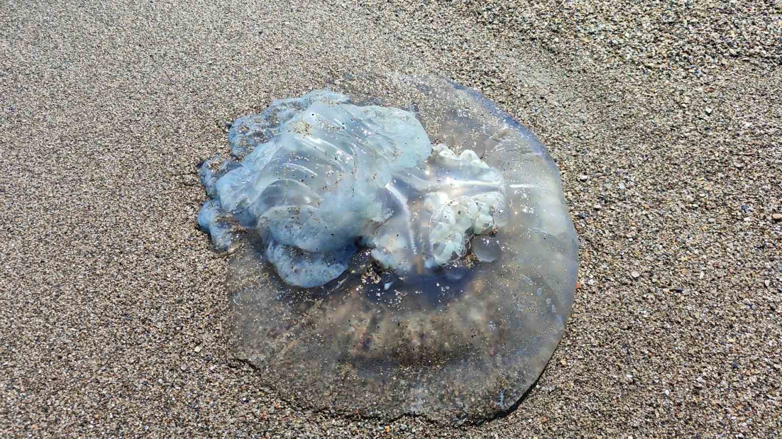 Balıkçıların kabusu oldular : Attıkları ağlara yüzlerce dev denizanası takıldı
