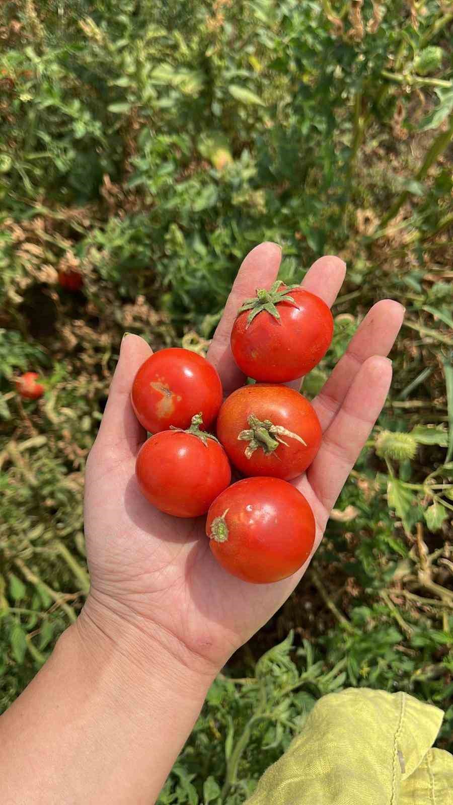 Balıkesir Büyükşehir Belediyesi, Ata Tohumları ile envanterini güçlendiriyor
