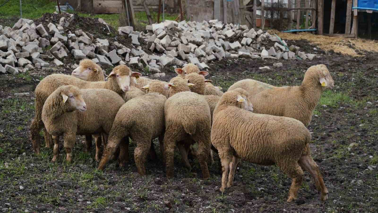 Balıkesir çiftçisine yüzde 100 hibeli damızlık desteği

