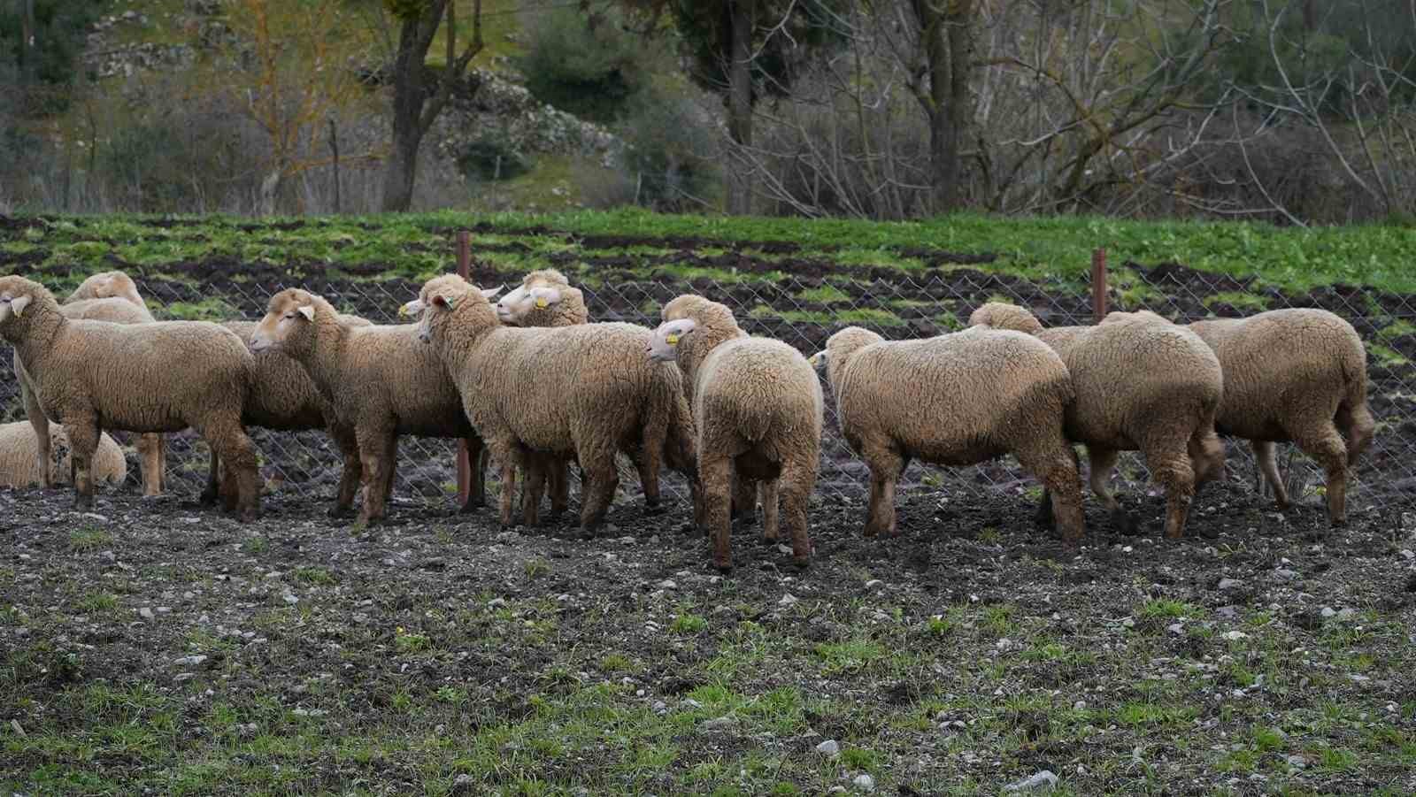 Balıkesir çiftçisine yüzde 100 hibeli damızlık desteği
