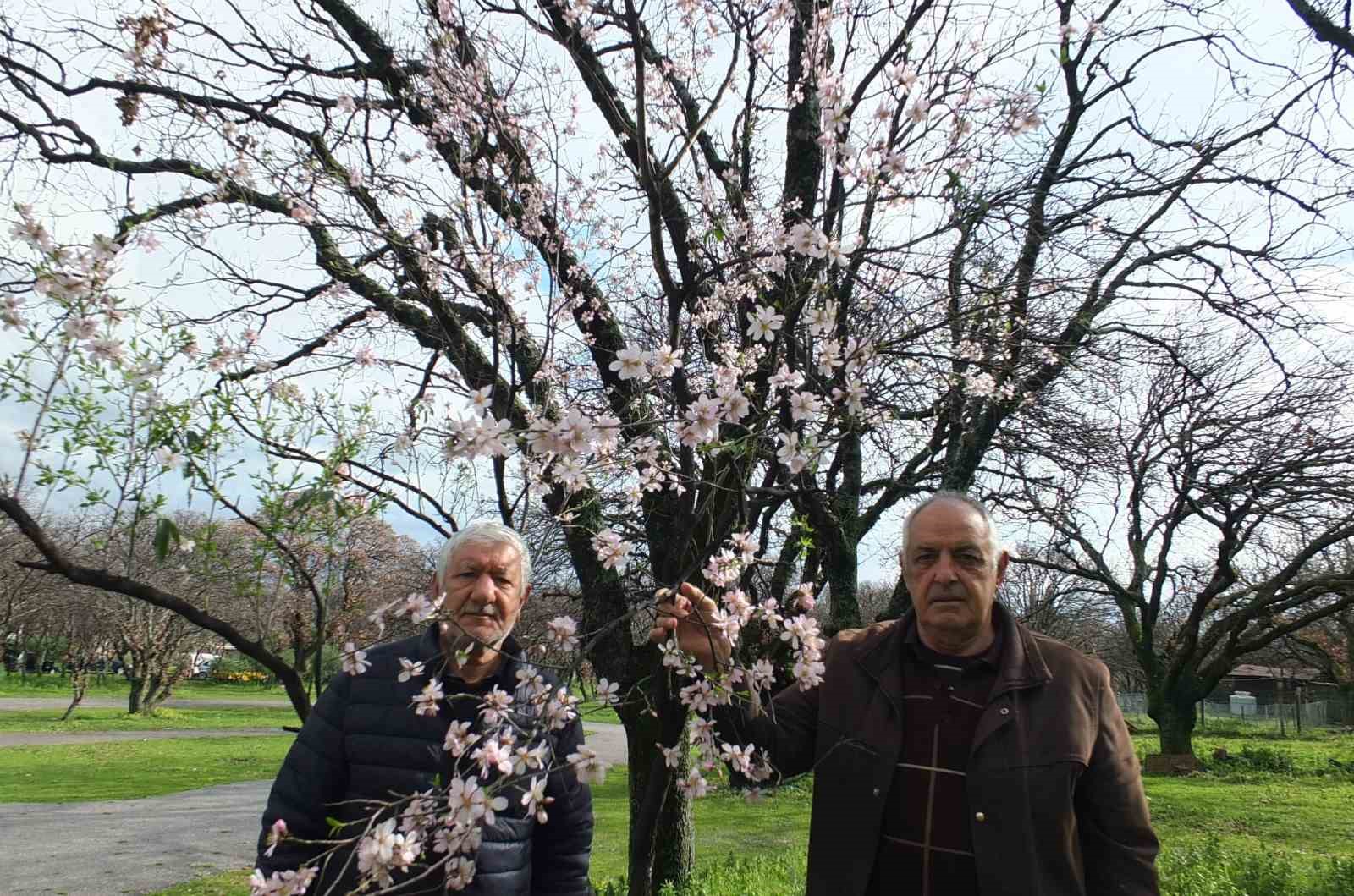 Balıkesir’de bademler çiçek açtı
