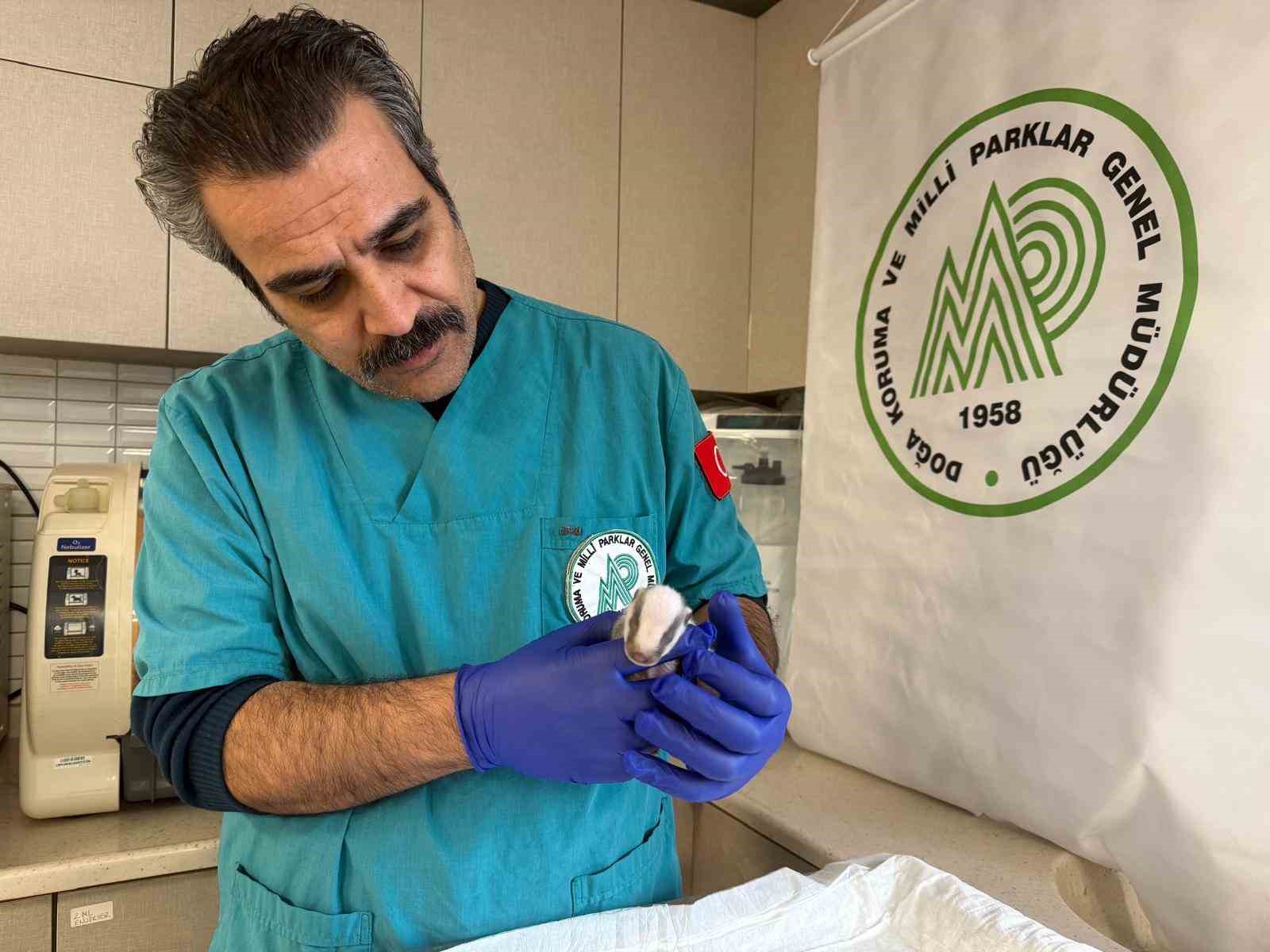 Balıkesir’de bitkin halde bulunan porsuk yavrusu koruma altına alındı
Balıkesir’de bitkin halde bulunan porsuk yavrusu koruma altına alındı