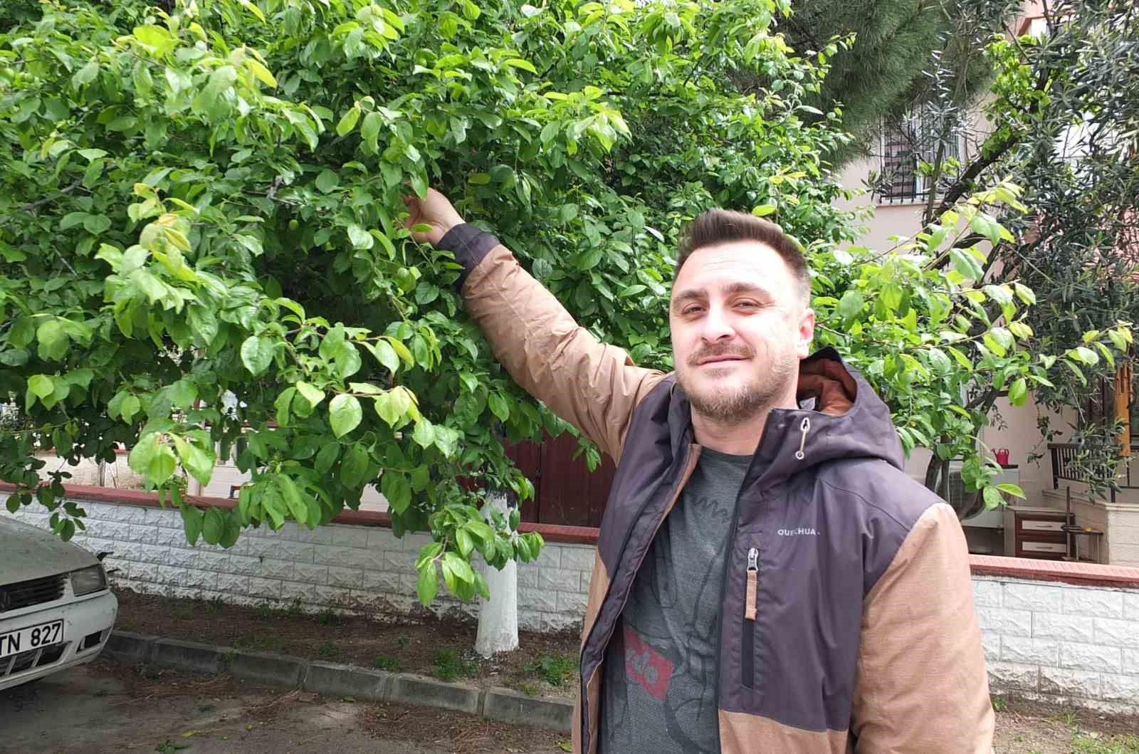 Balıkesir’de ilk erik hasadı yapıldı
