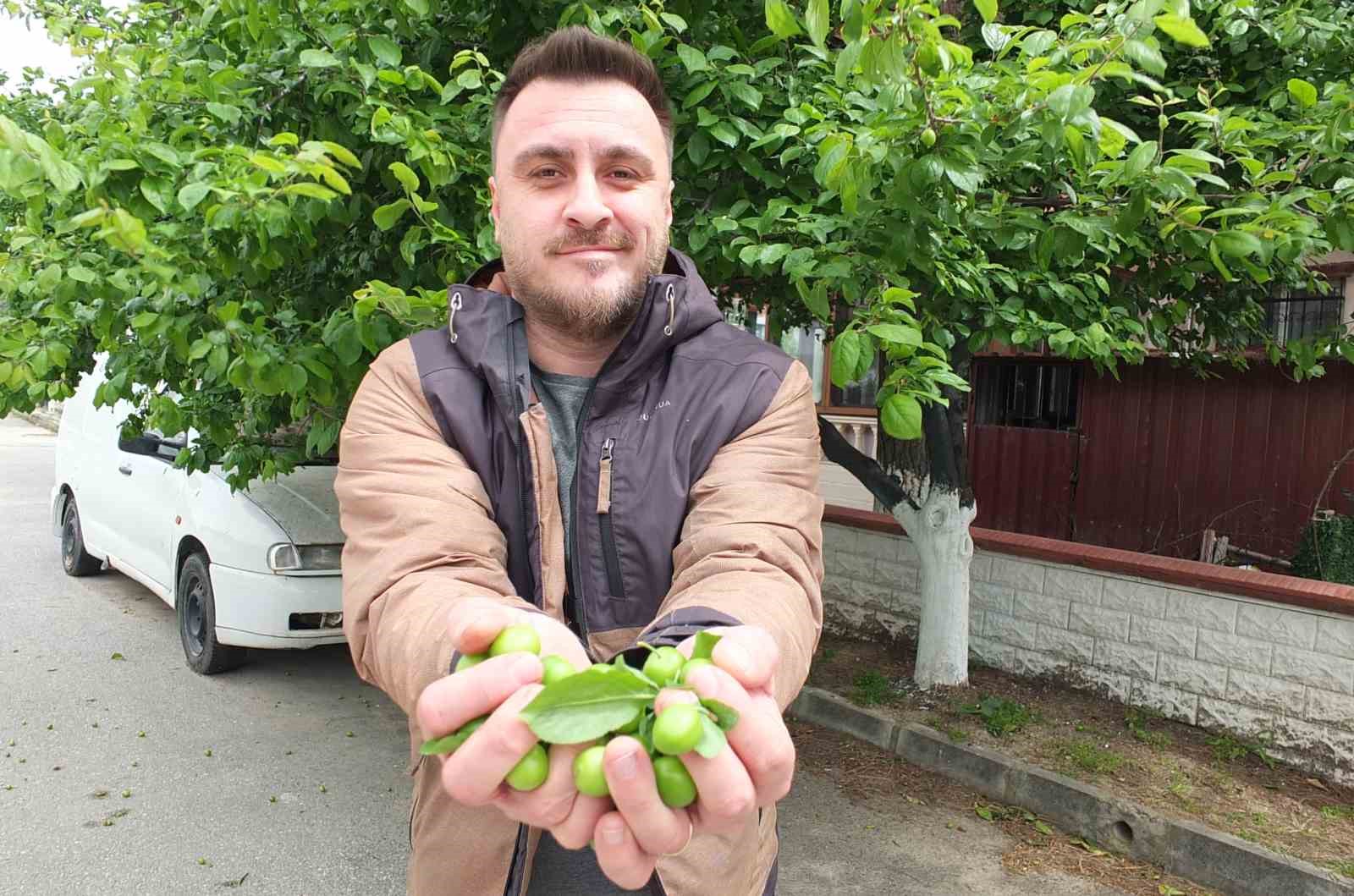 Balıkesir’de ilk erik hasadı yapıldı
