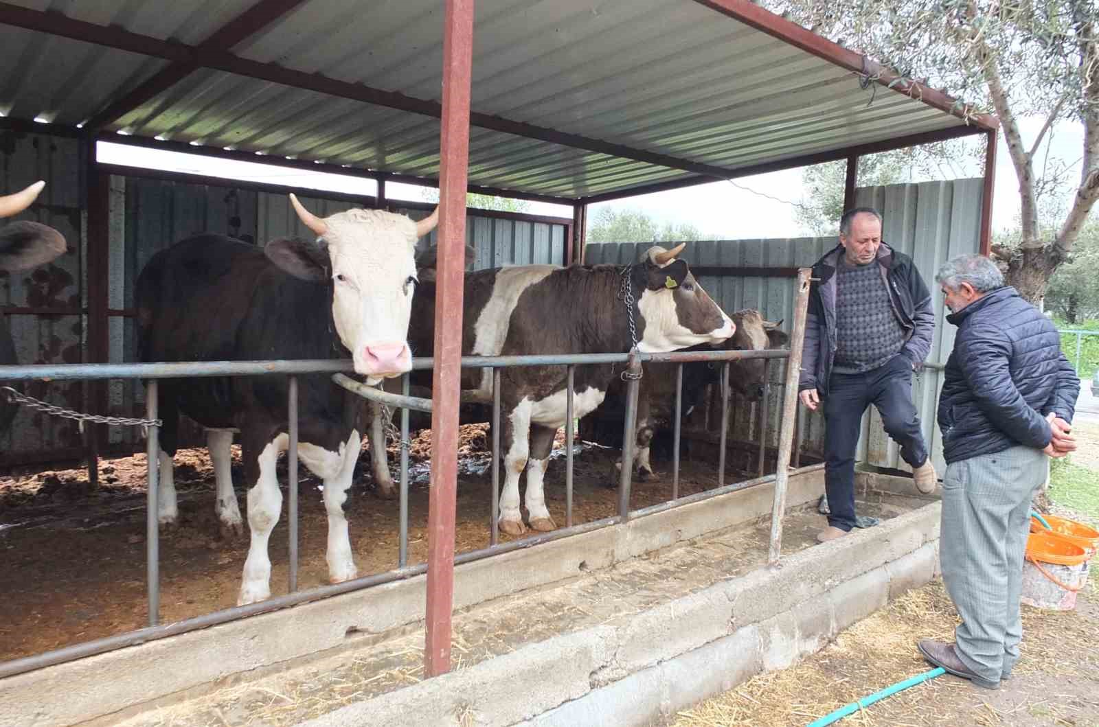 Balıkesir’de kurbanlık satışları başladı
