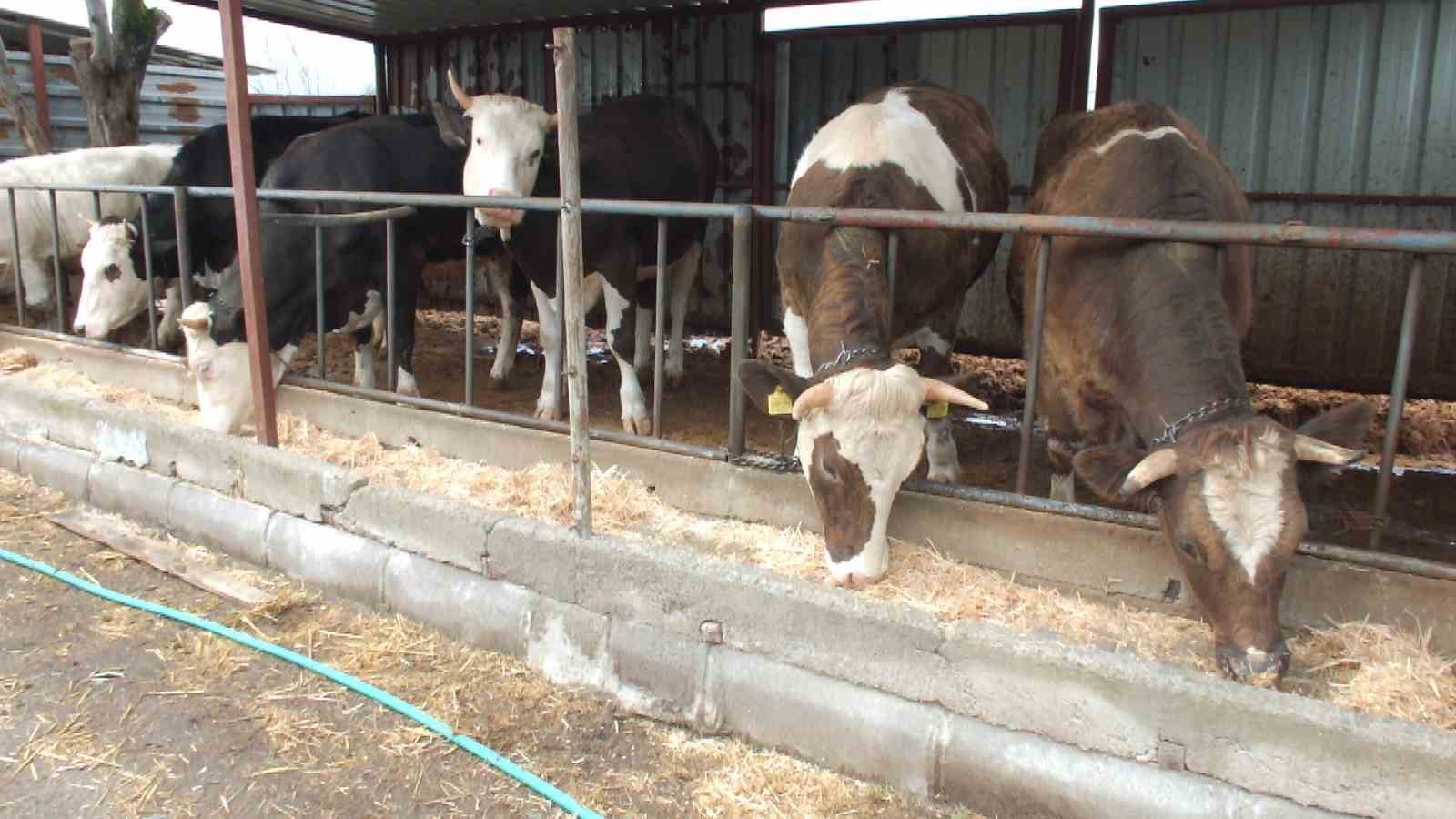 Balıkesir’de kurbanlık satışları başladı
