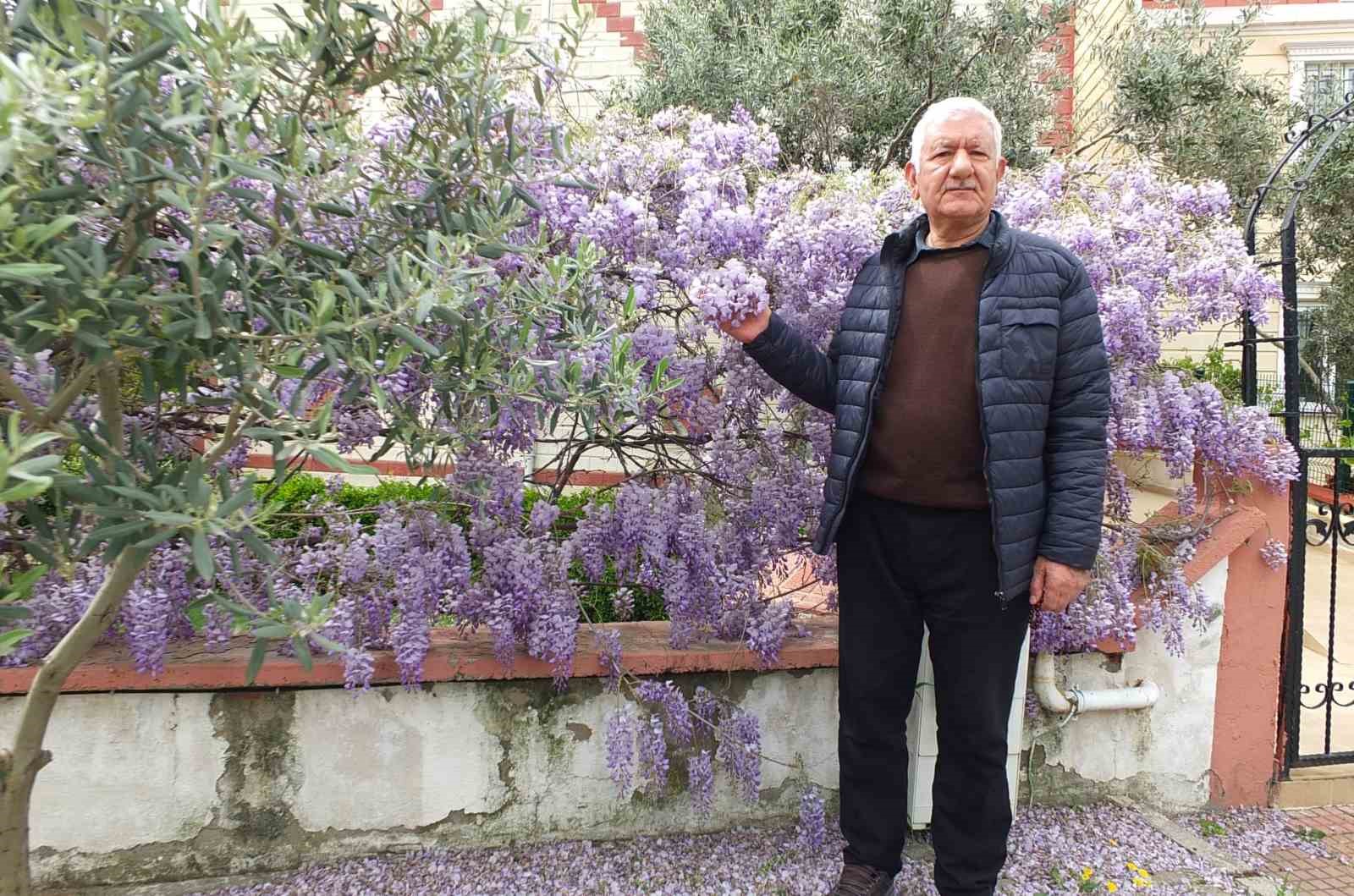 Balıkesir’de mor salkım güzelliği başladı
