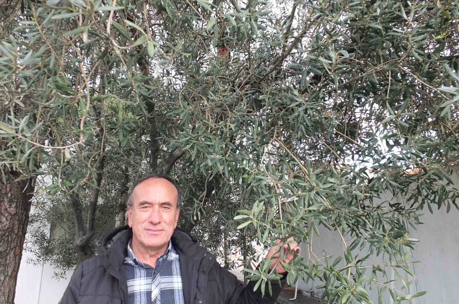 Balıkesir’de nisan yağmurları zeytincileri sevindirdi
