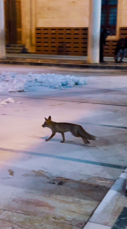 Balıklıgöl’e sürpriz ziyaretçi
