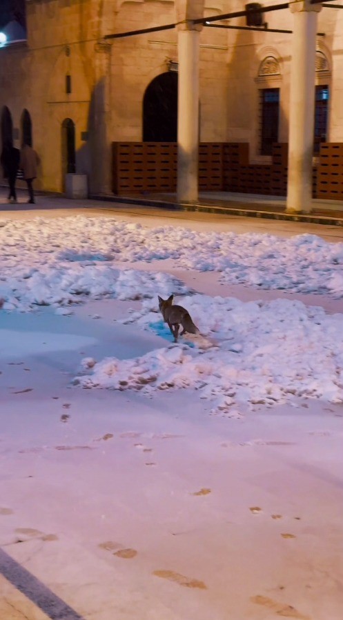 Balıklıgöl’e sürpriz ziyaretçi
