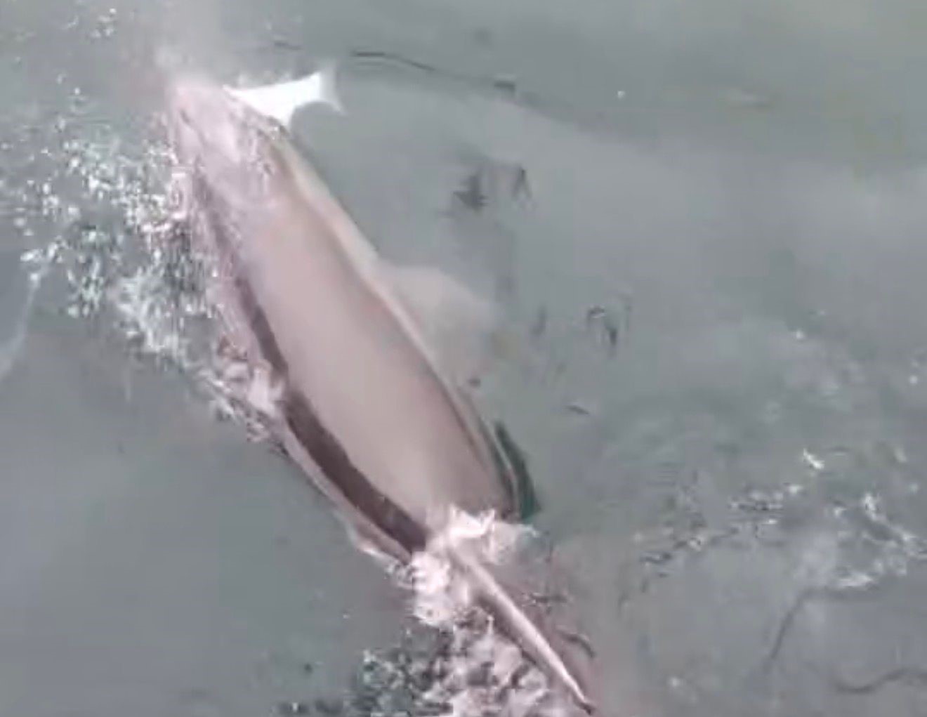 Bandırma Limanı’nda yunus avlanırken görüntülendi
