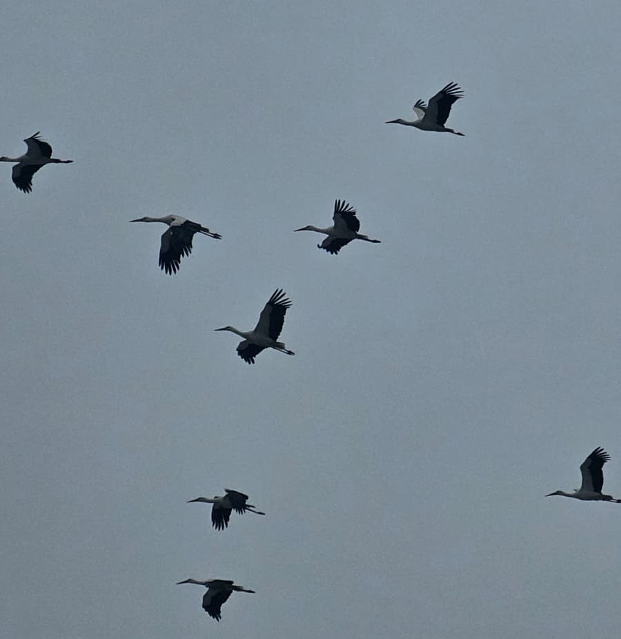 Bandırma semalarında baharın habercisi leylekler görüntülendi
