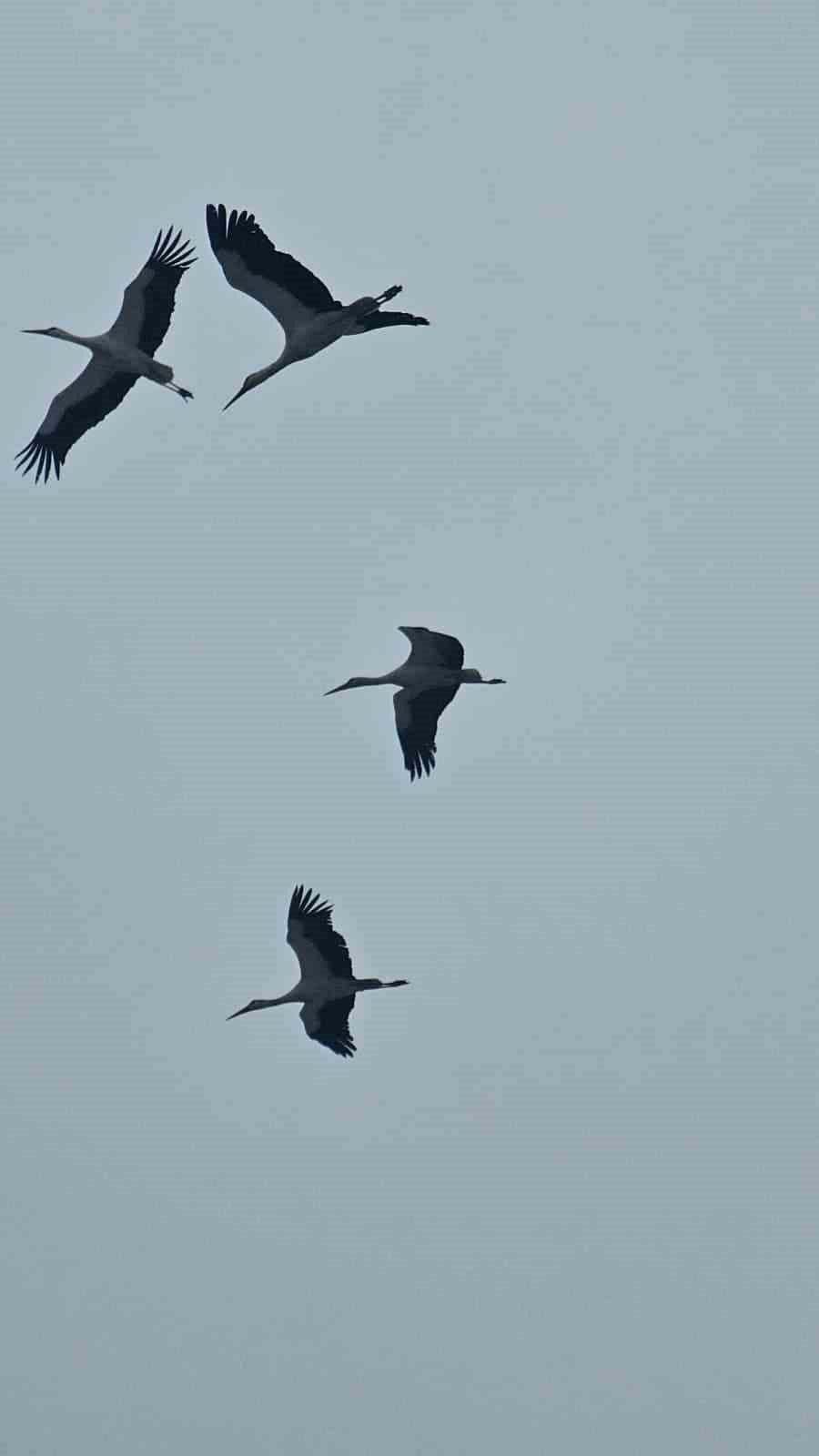 Bandırma semalarında baharın habercisi leylekler görüntülendi
