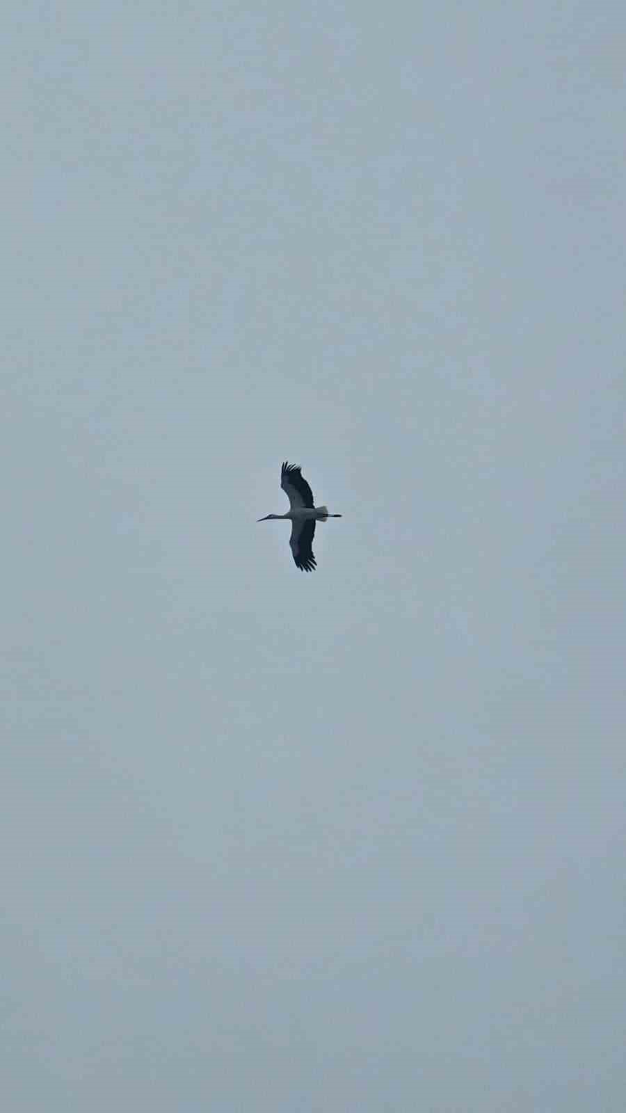 Bandırma semalarında baharın habercisi leylekler görüntülendi
