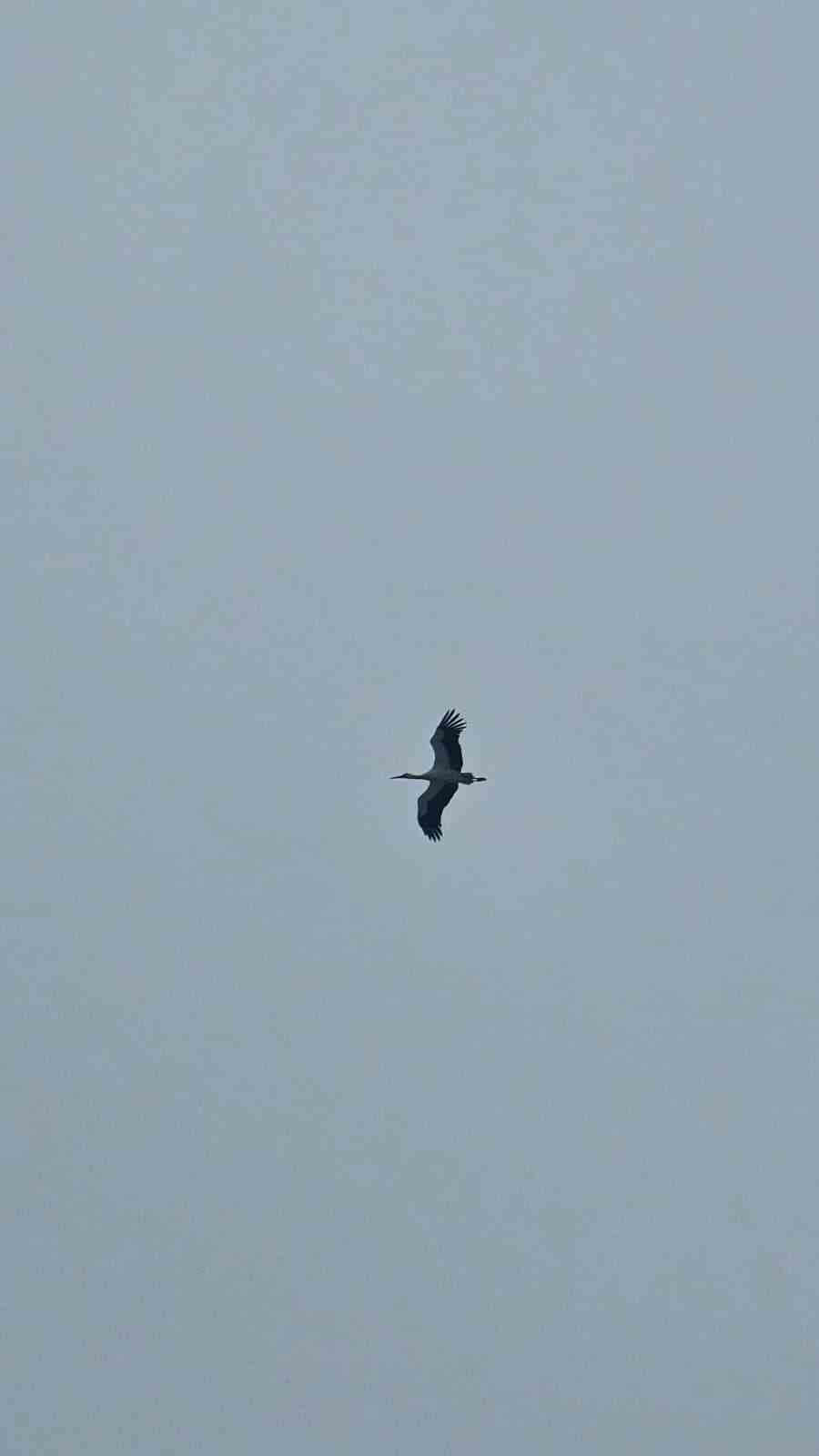 Bandırma semalarında baharın habercisi leylekler görüntülendi
