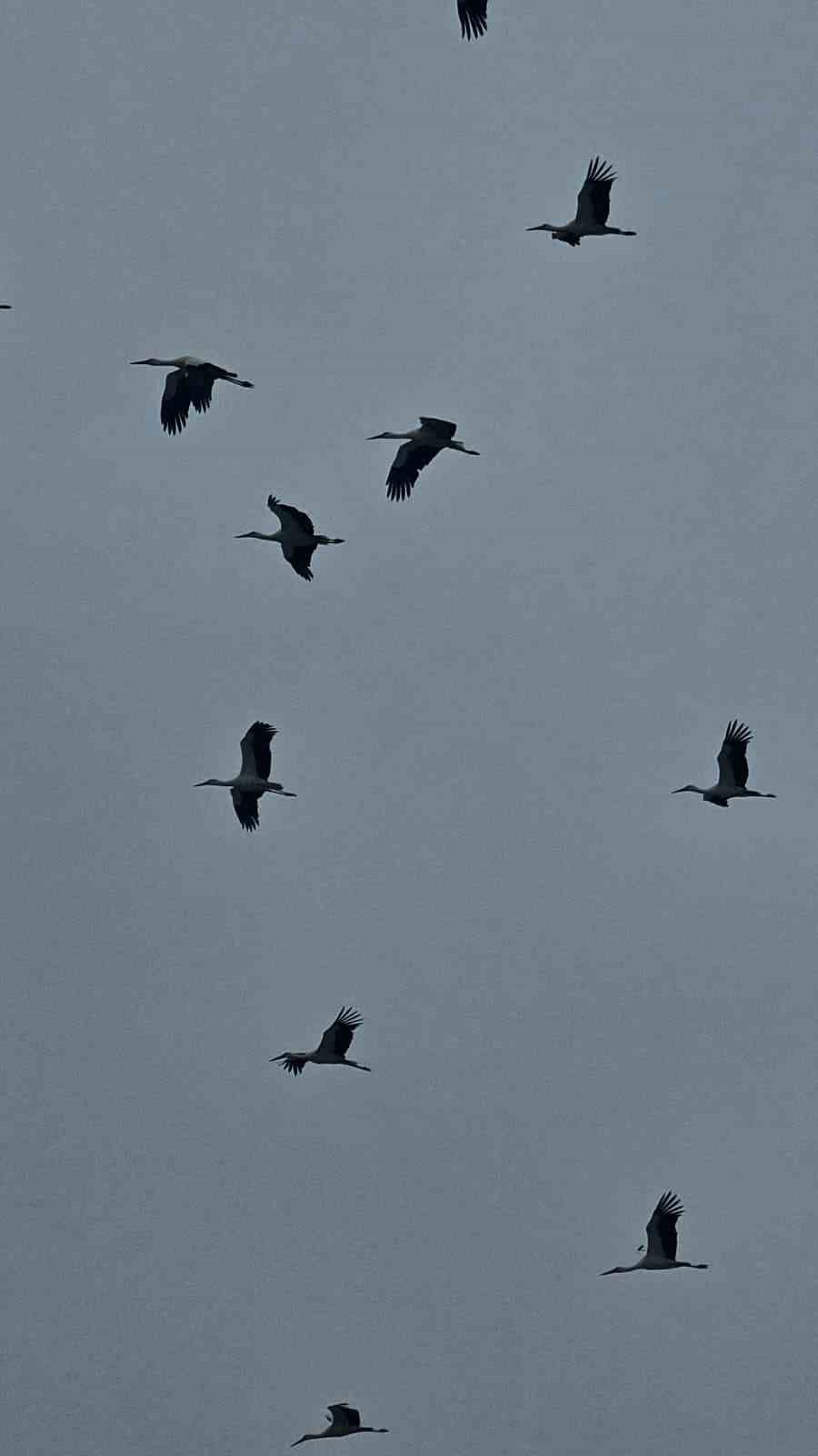 Bandırma semalarında baharın habercisi leylekler görüntülendi
