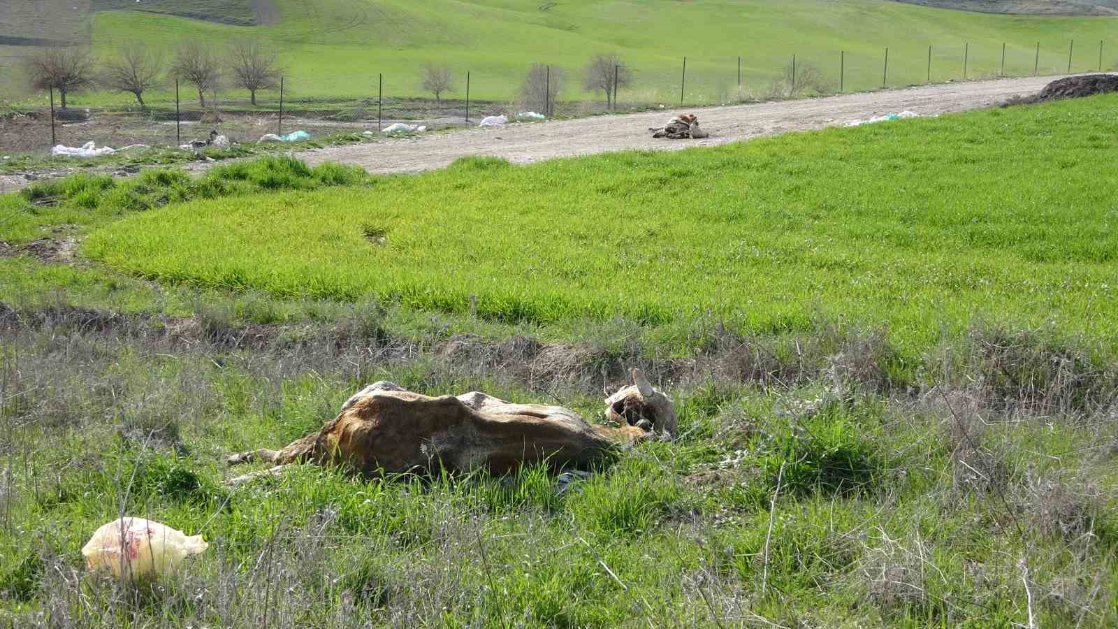 Baraj içerisine ve ulu orta atılan büyükbaş hayvan leşleri pes dedirtti
