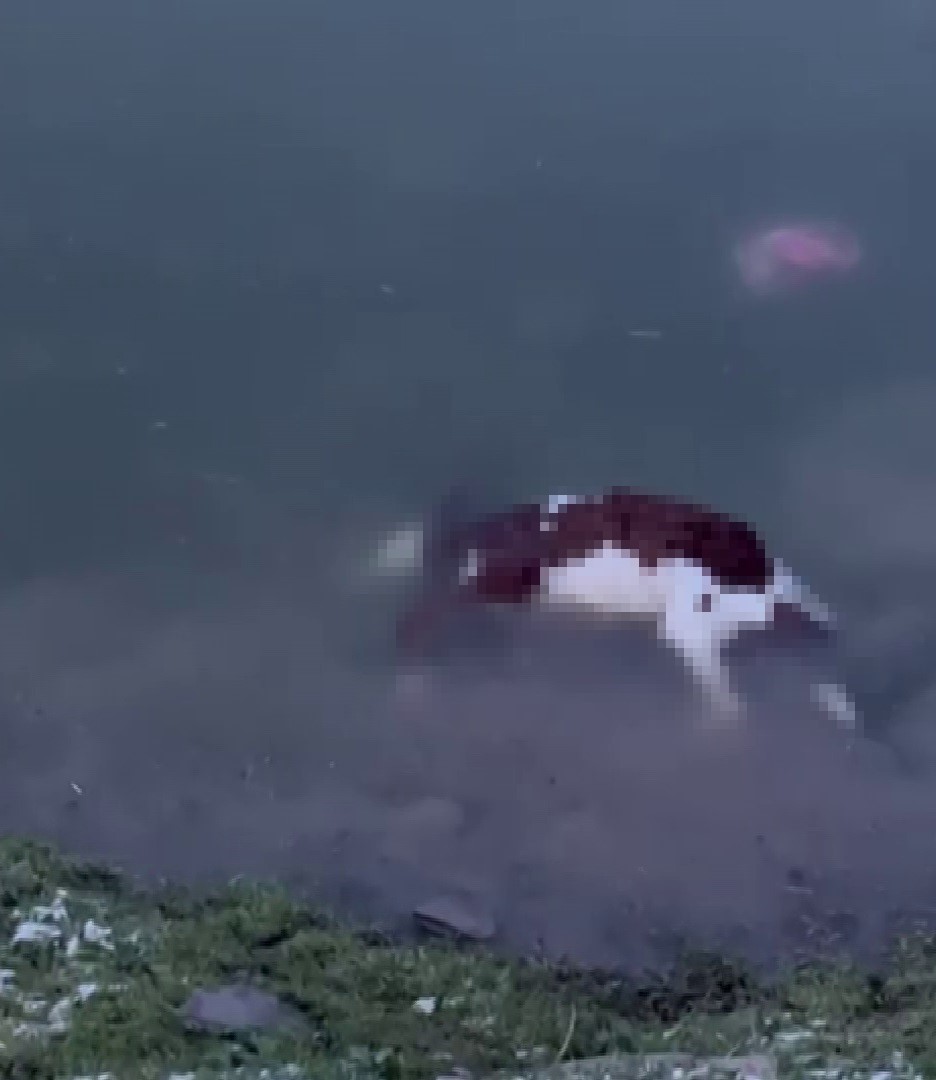 Baraj taştı, sular köye ulaştı, suya düşen buzağı kurtarılamadı
