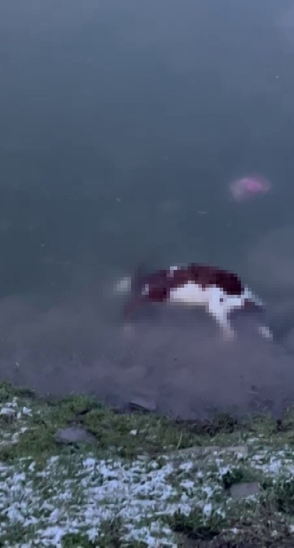 Baraj taştı, sular köye ulaştı, suya düşen buzağı kurtarılamadı
