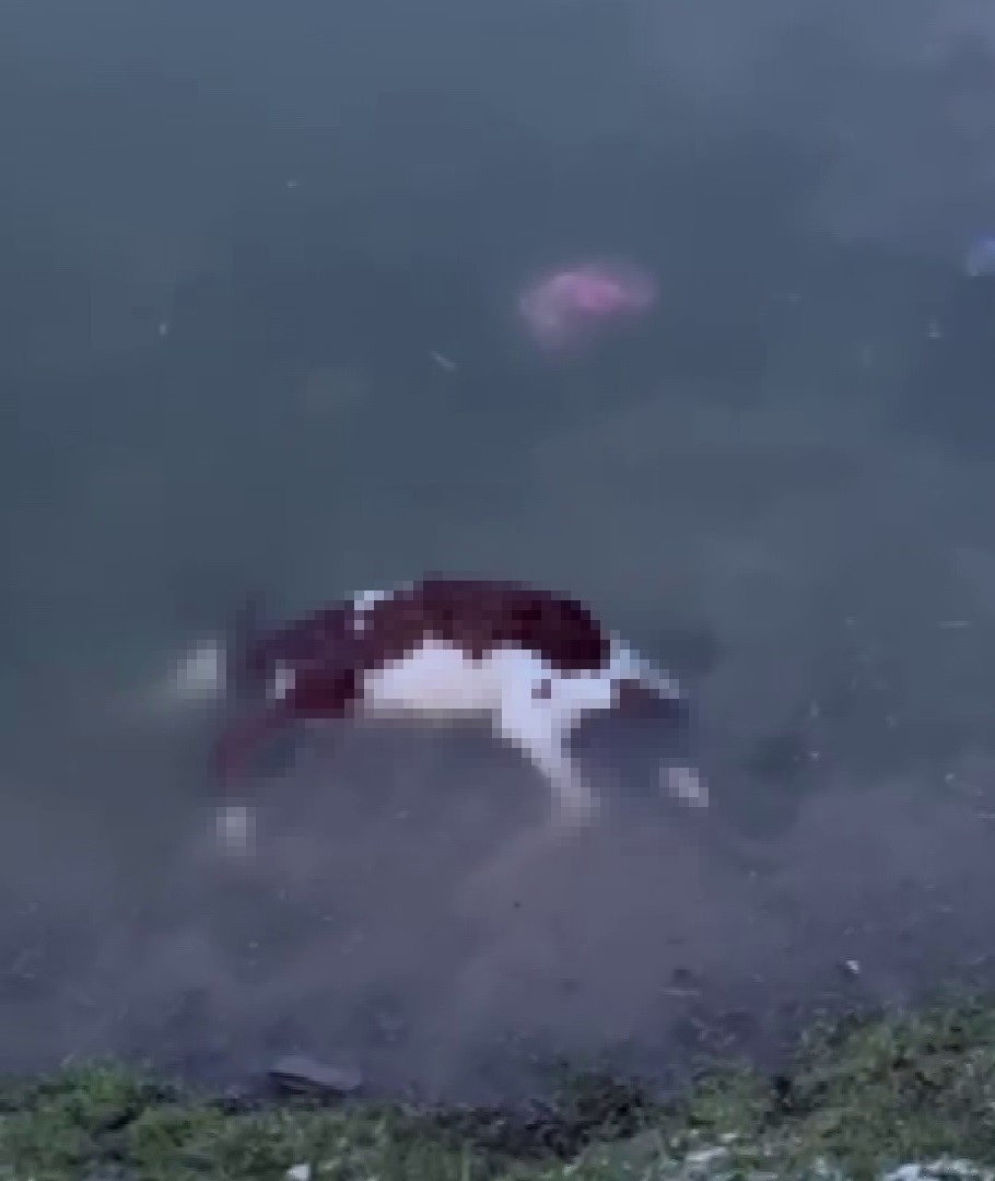 Baraj taştı, sular köye ulaştı, suya düşen buzağı kurtarılamadı
