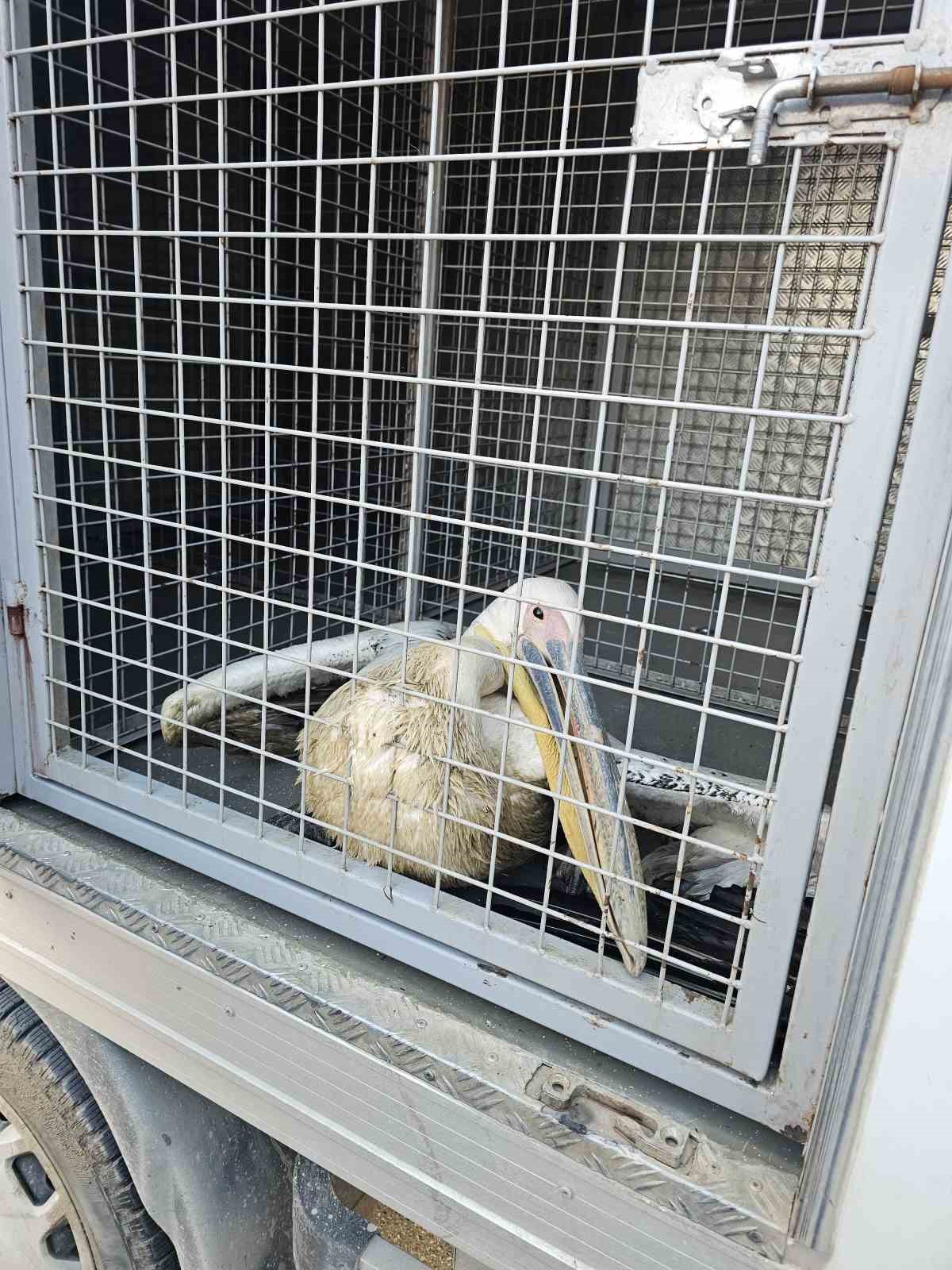 Barajda mahsur kalan pelikan böyle kurtarıldı
