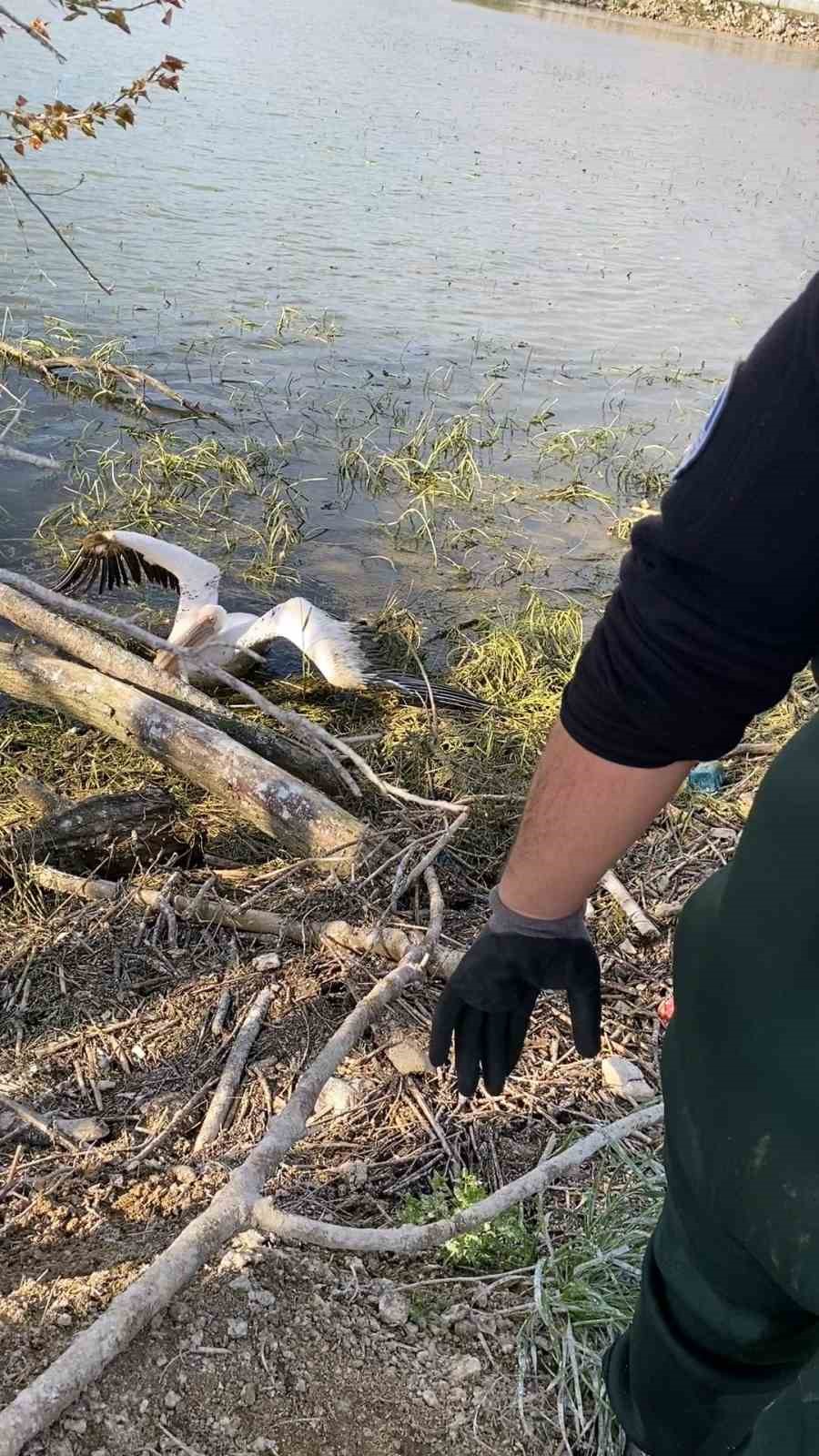 Barajda mahsur kalan pelikan böyle kurtarıldı
