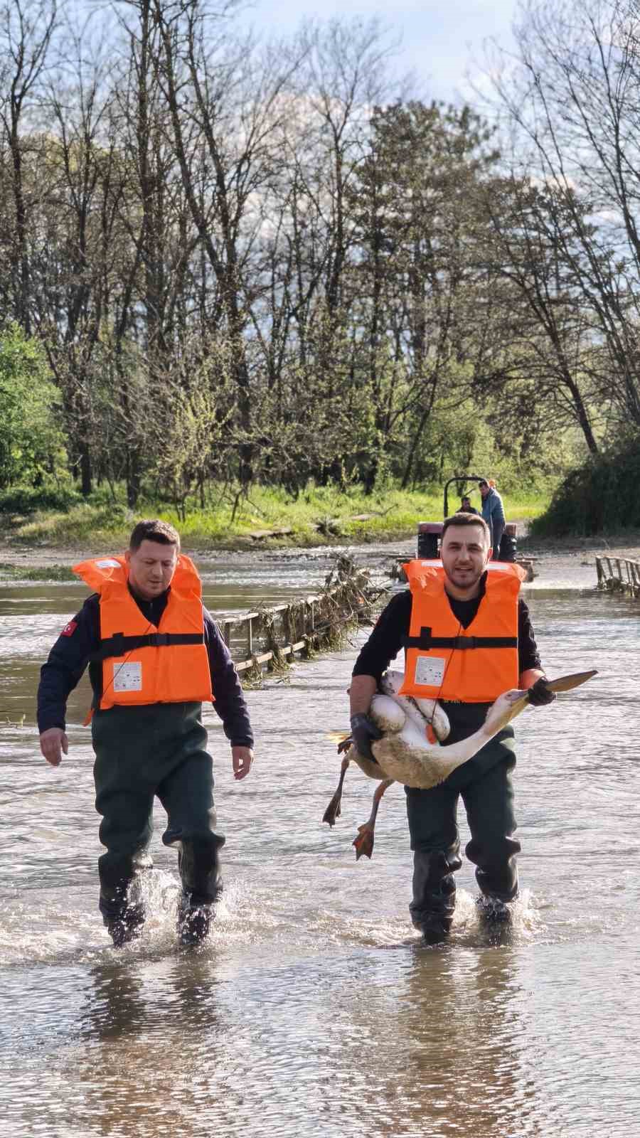 Barajda mahsur kalan pelikan böyle kurtarıldı
