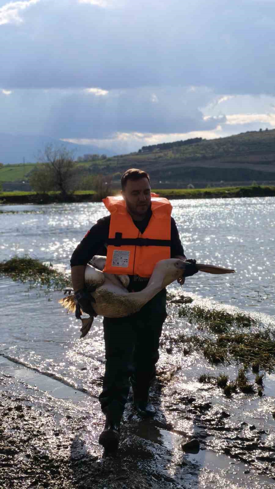 Barajda mahsur kalan pelikan böyle kurtarıldı
