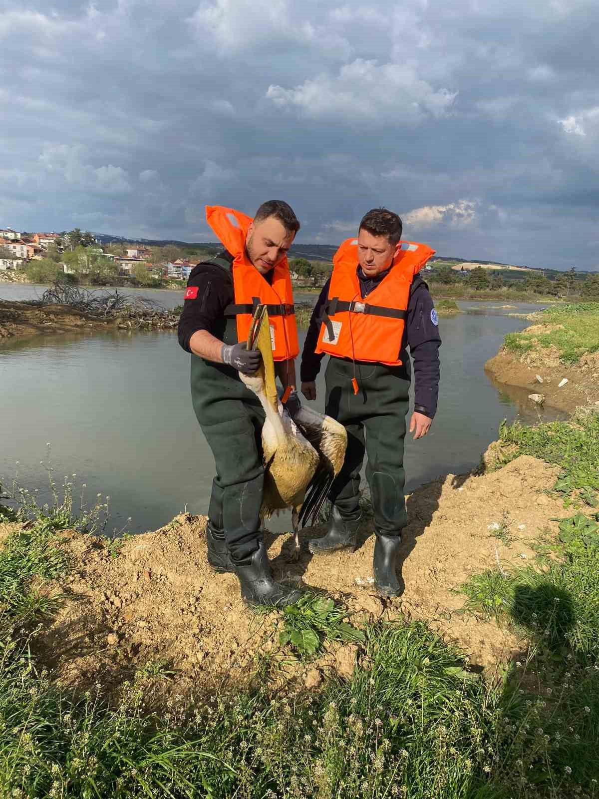 Barajda mahsur kalan pelikan böyle kurtarıldı
