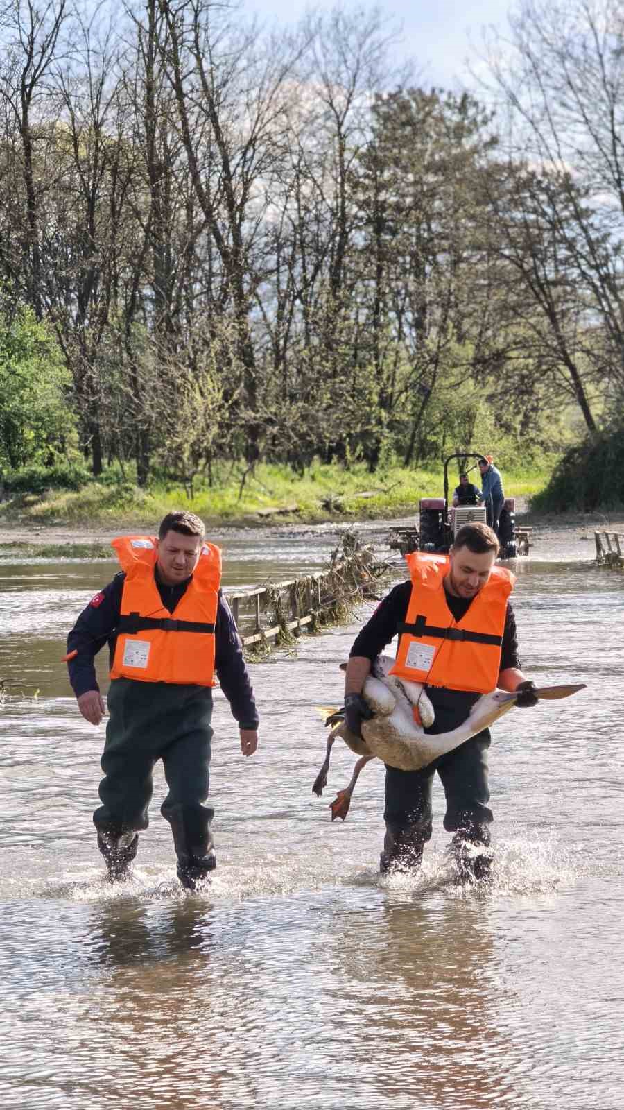 Barajda mahsur kalan pelikan böyle kurtarıldı
