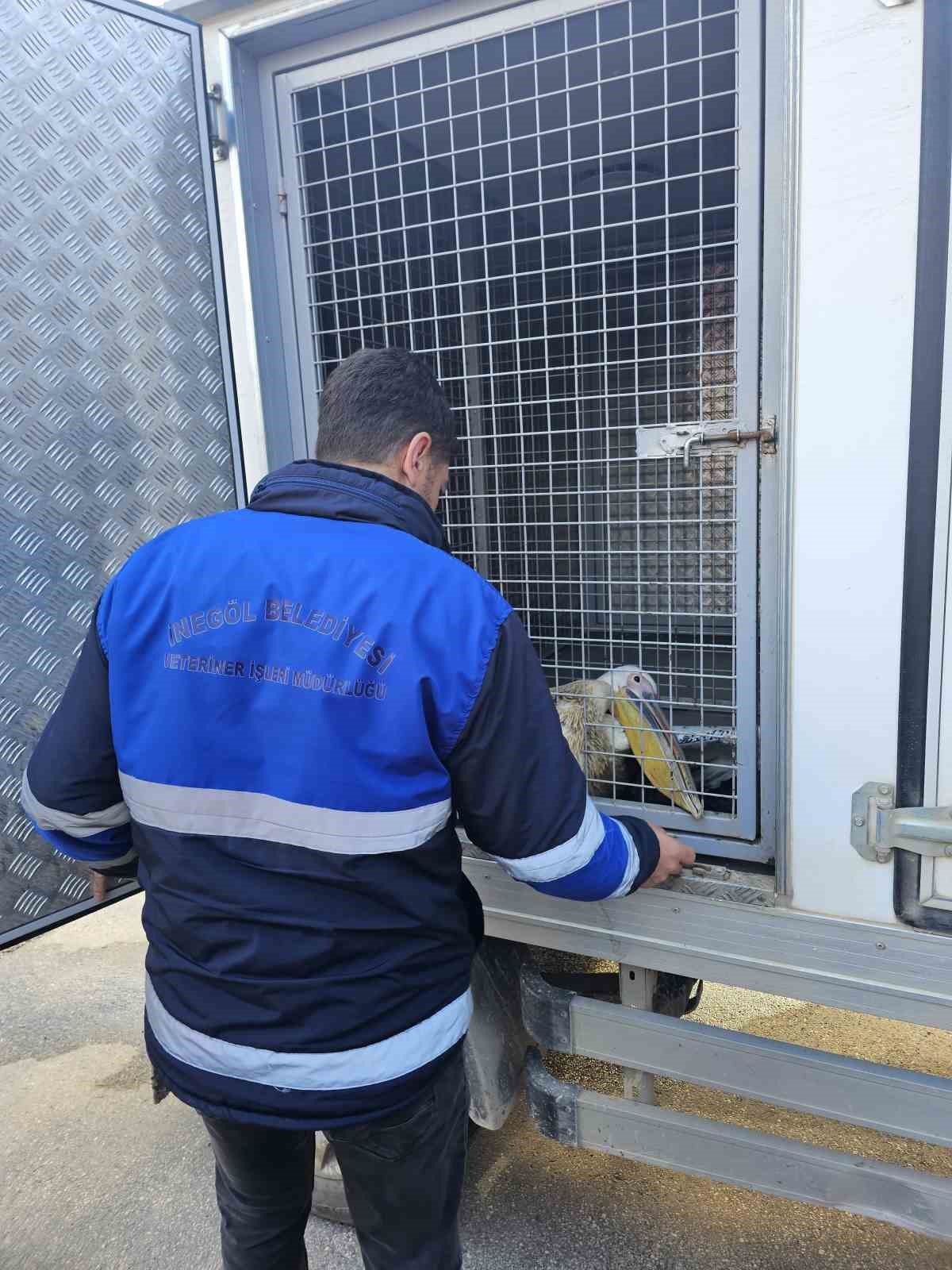 Barajda mahsur kalan pelikan böyle kurtarıldı
