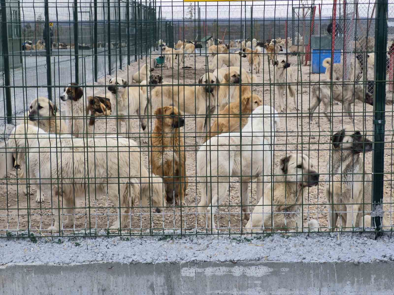 Barınakta aç ve susuz bırakılan köpeklerin birbirini parçaladığı iddiası
