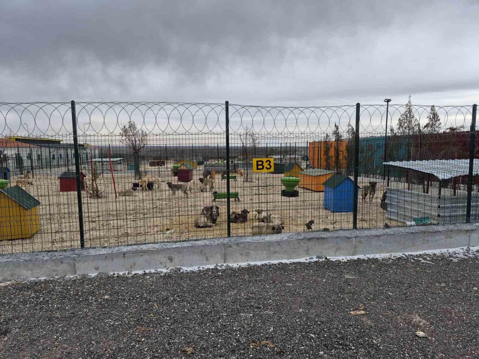 Barınakta aç ve susuz bırakılan köpeklerin birbirini parçaladığı iddiası
