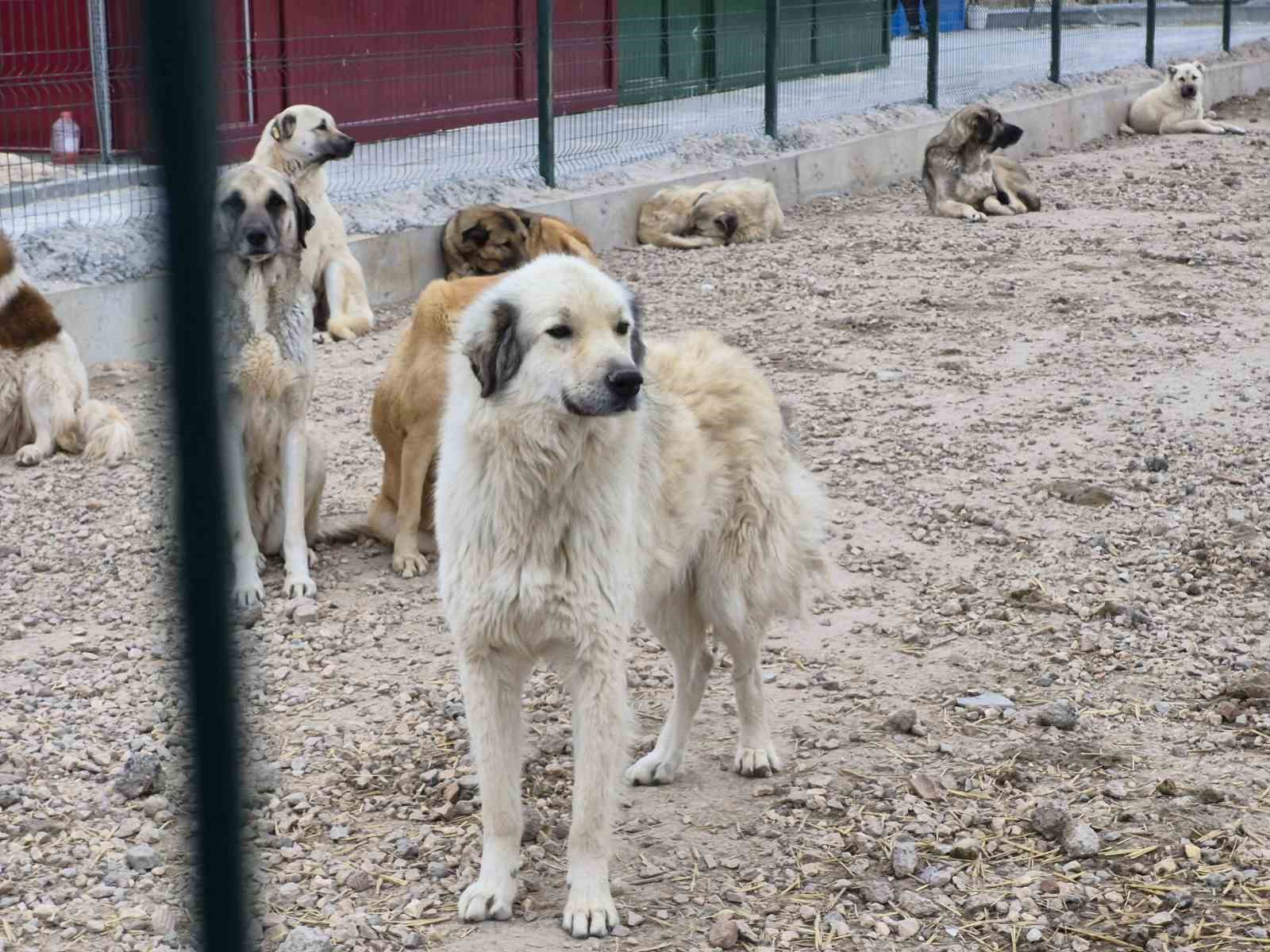 Barınakta aç ve susuz bırakılan köpeklerin birbirini parçaladığı iddiası
