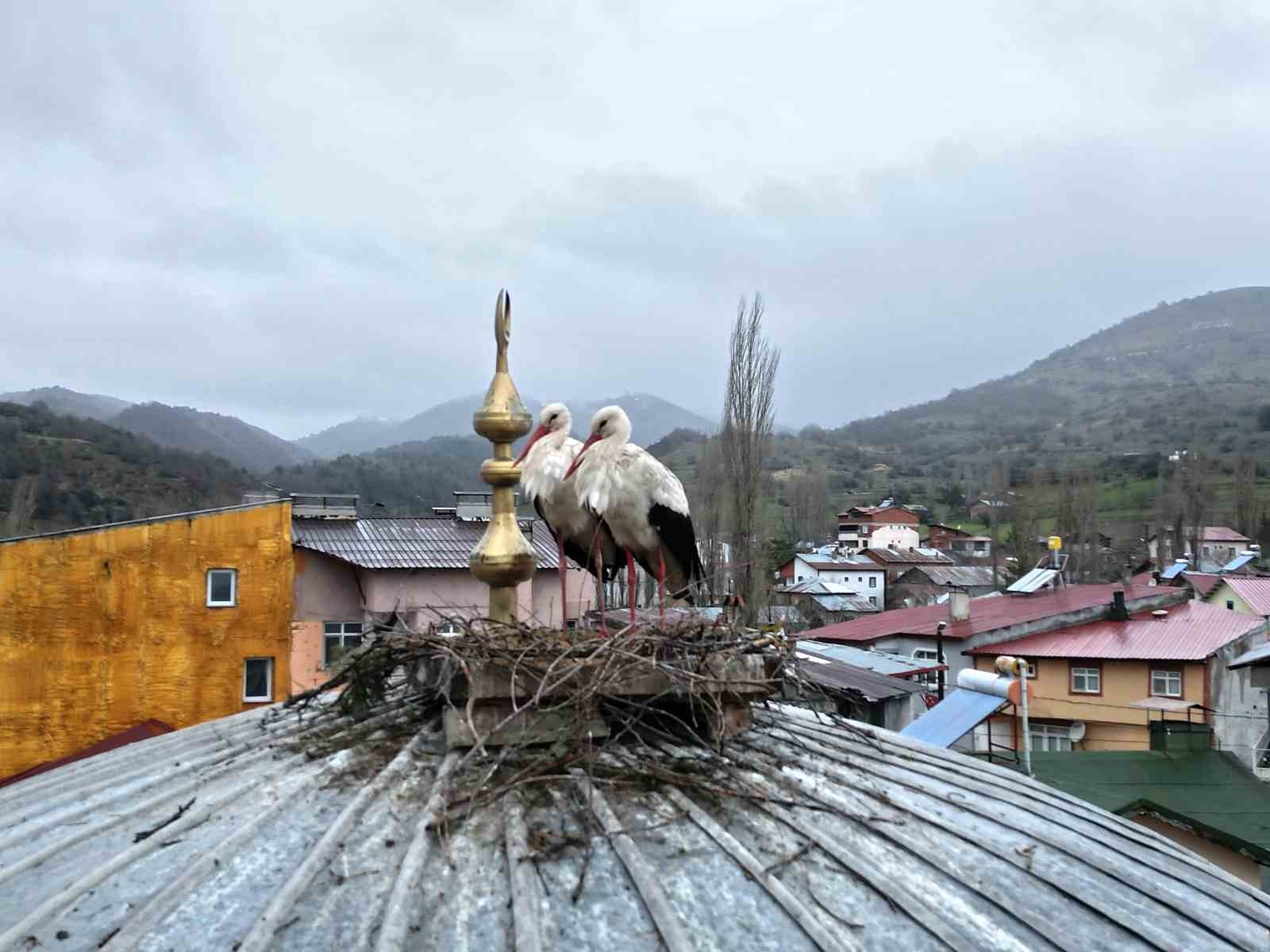 Başçiftlik’te leylekler 25 yıl sonra geri döndü
