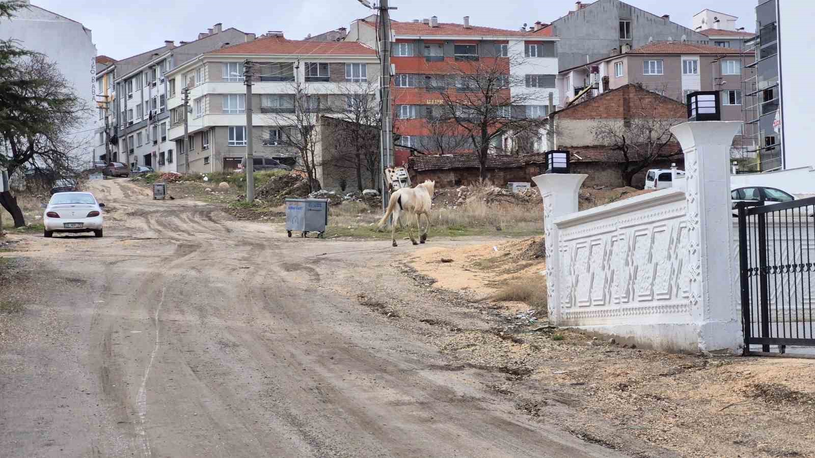 Başıboş atlar sokaklarda
