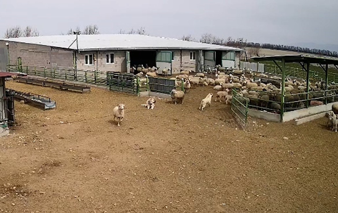 Başıboş köpek çiftliğe girip koyunları kovaladı, çiftliğin köpeği olanları izledi
