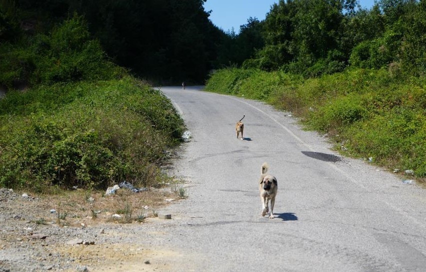 Başıboş köpekler tehlike saçıyor
