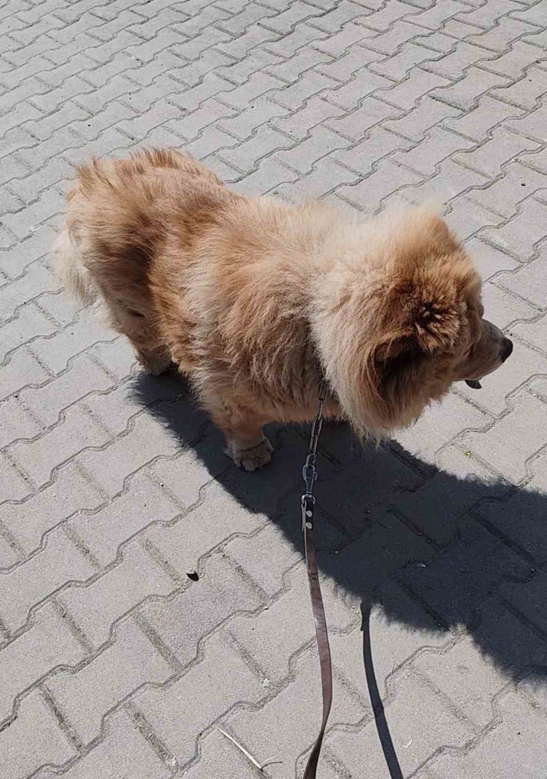 Başıboş pitbull, vatandaş ile köpeğine dehşeti yaşattı
