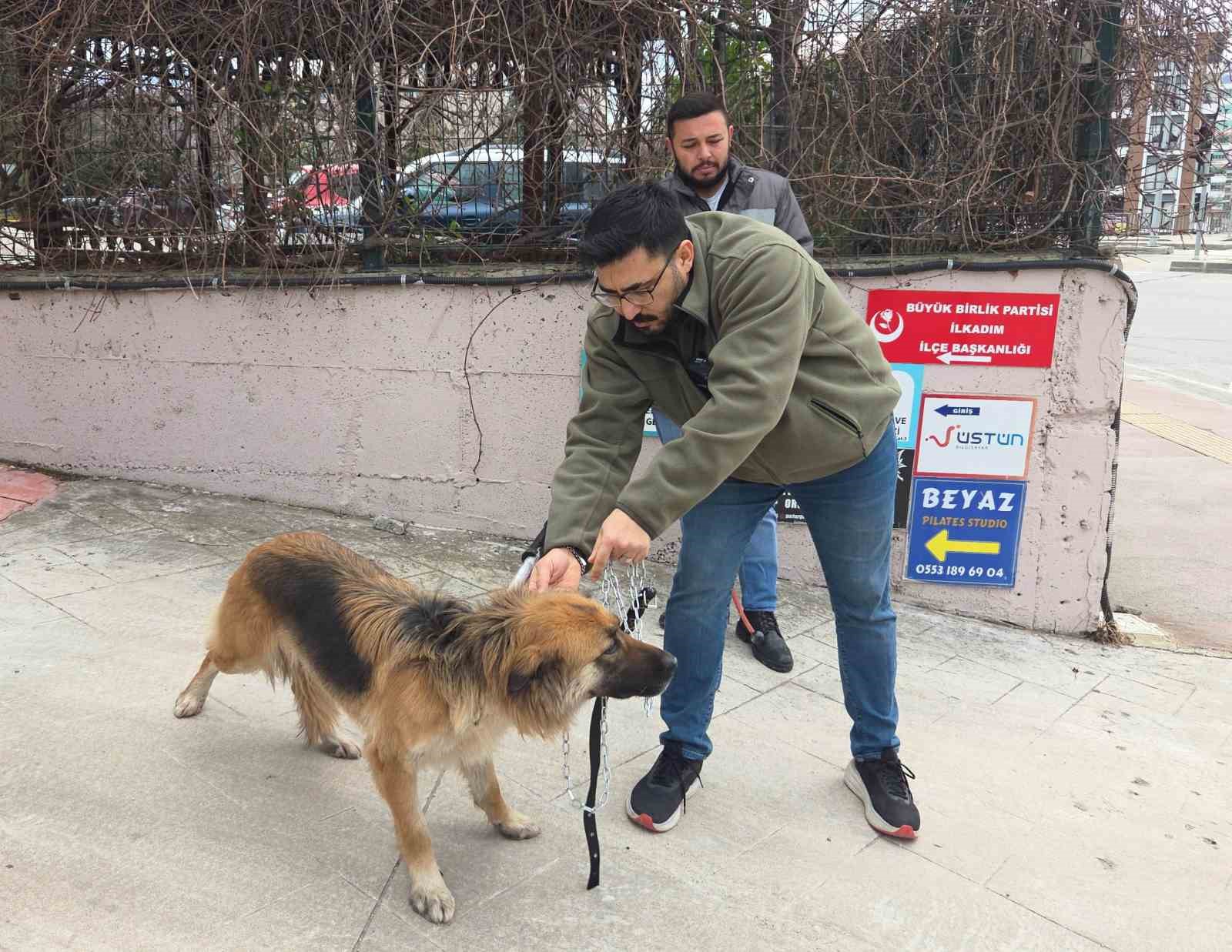 Başıboş sokak köpekleri toplanarak barınağa götürüldü

