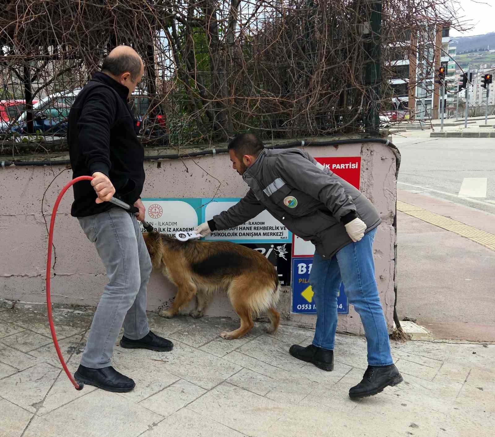 Başıboş sokak köpekleri toplanarak barınağa götürüldü
