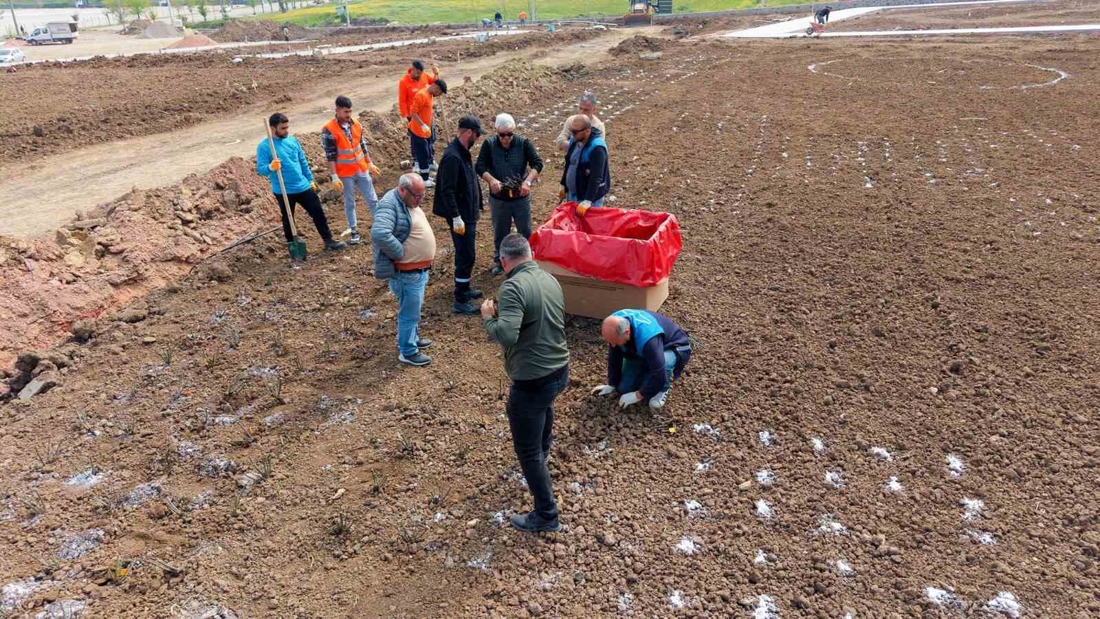 Başiskele’de 15 bin gül fidanı toprakla buluşuyor
