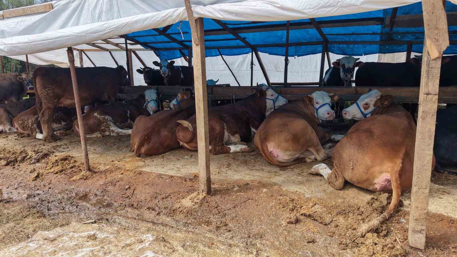 Başiskele’de kurban satış alanları denetleniyor
