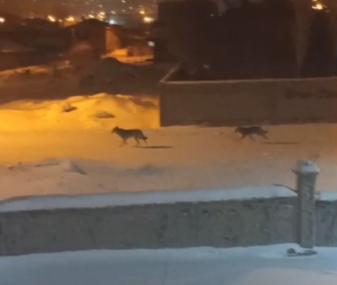 Başkale’de aç kalan kurtlar ilçeye indi
