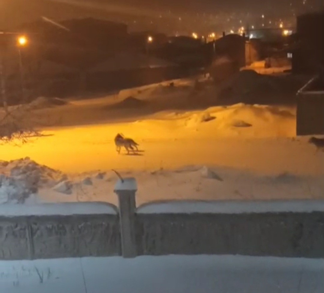 Başkale’de aç kalan kurtlar ilçeye indi
