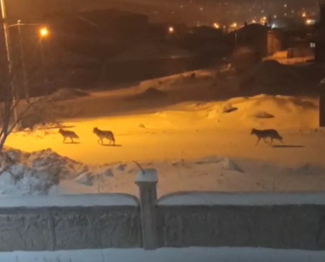 Başkale’de aç kalan kurtlar ilçeye indi
