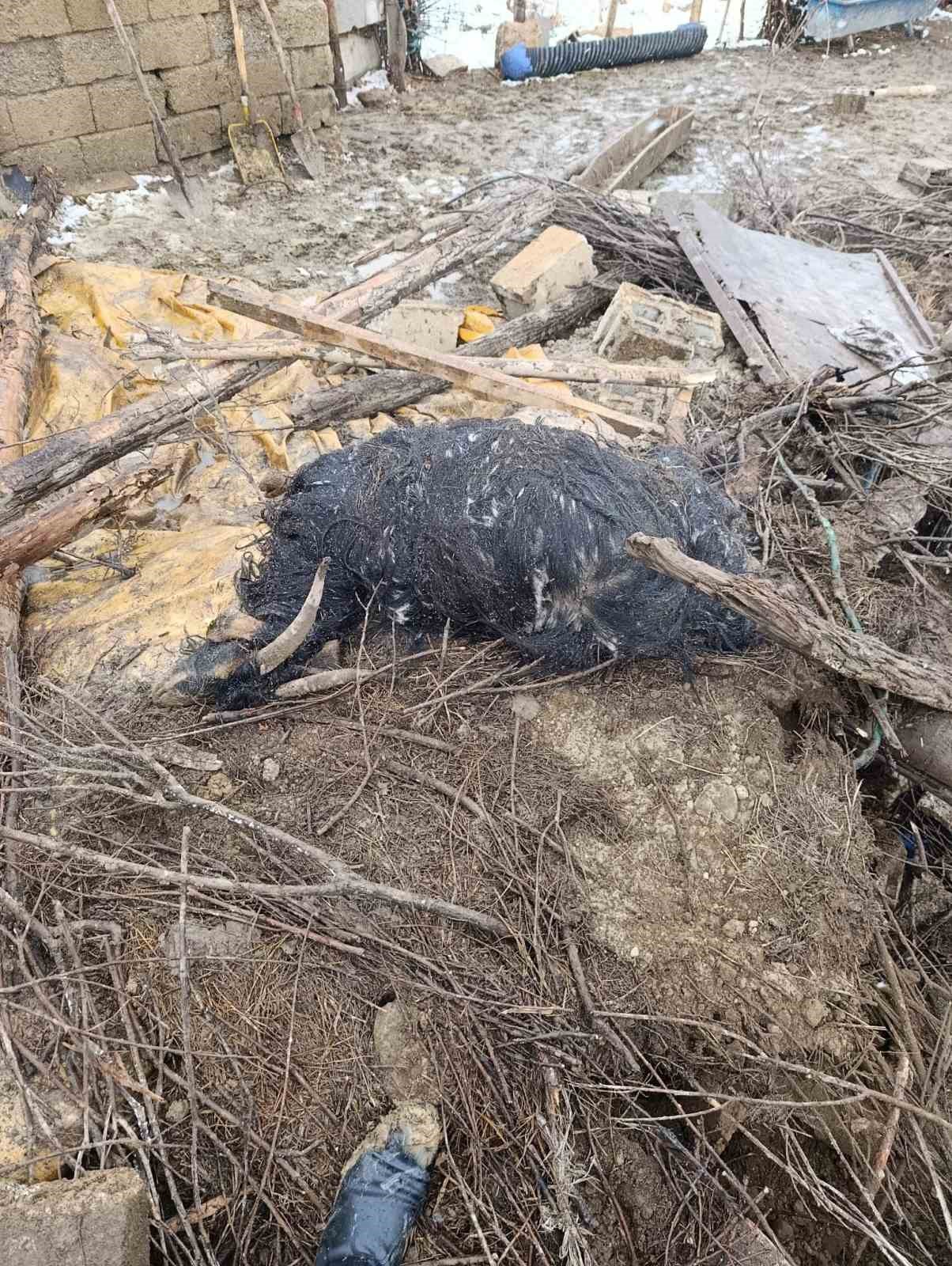 Başkale’de ahır çöktü: 20 küçükbaş hayvan göçük altında kaldı
