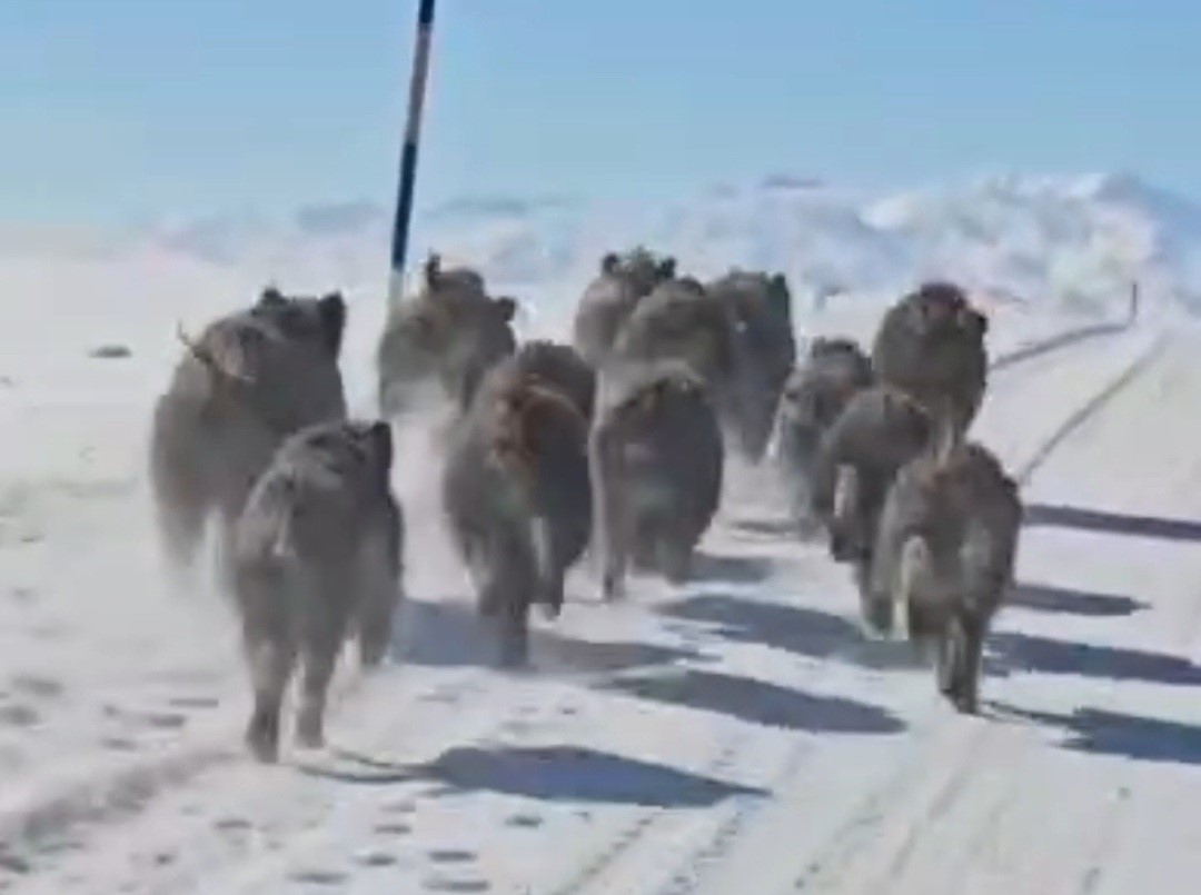 Başkale’de domuz sürüsü görüntülendi
